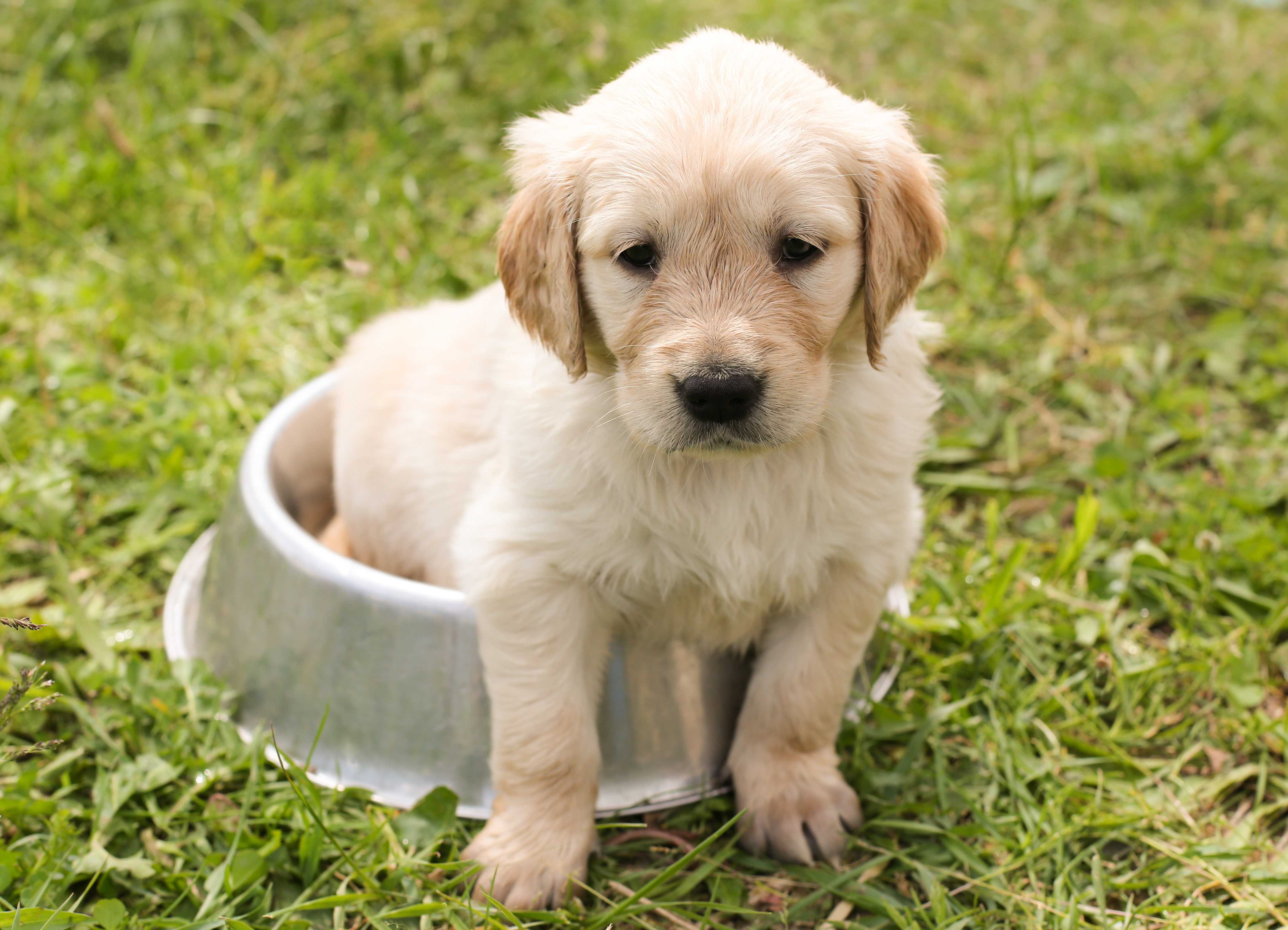 Golden Retriever Landing Hero Top Image