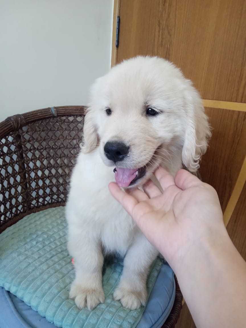 Golden Retriever Landing Image