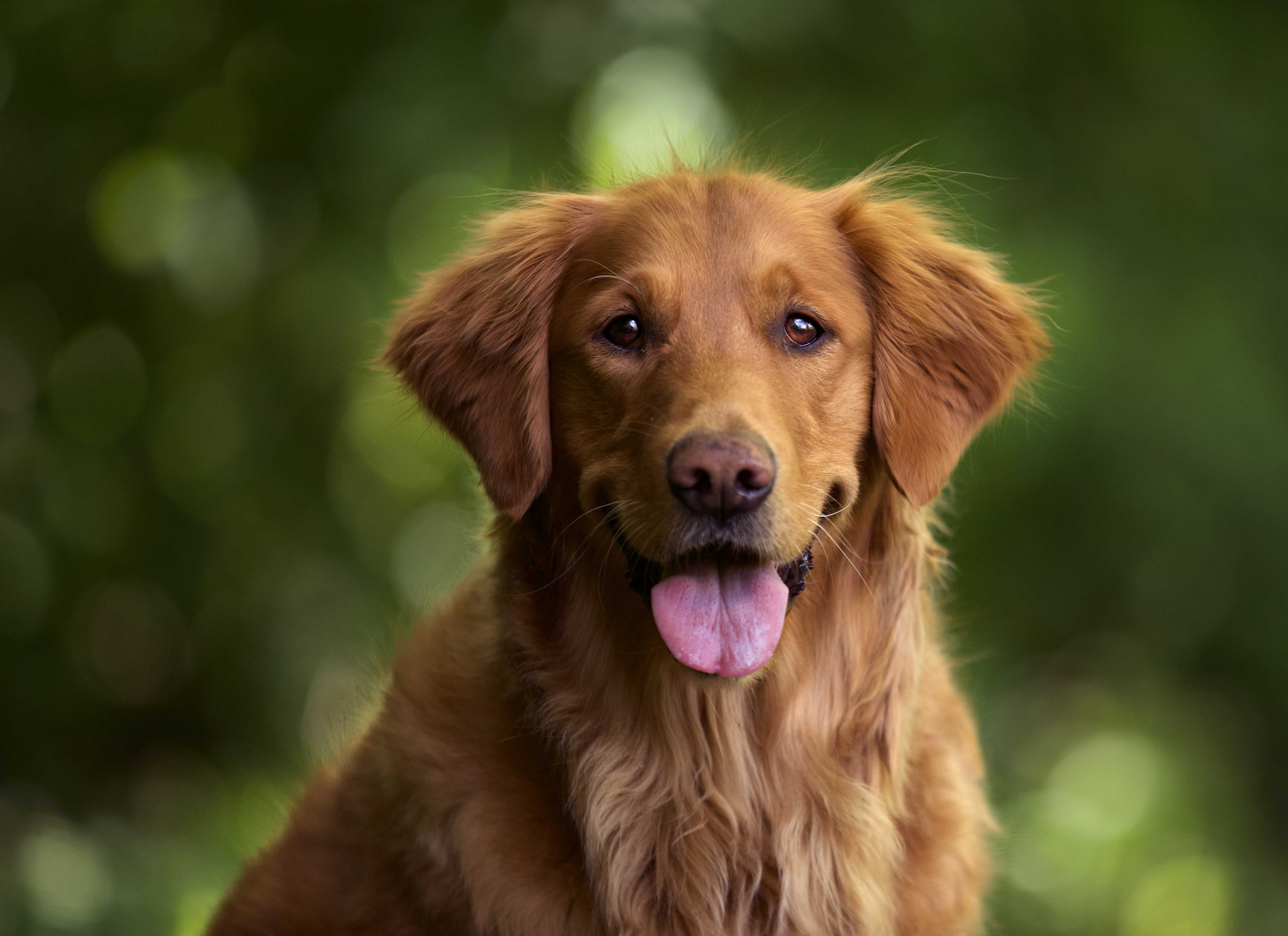 Golden Retriever Landing Hero Bottom Image